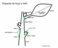 /album/fotogaleria-hojas/esquema-hoja-png/